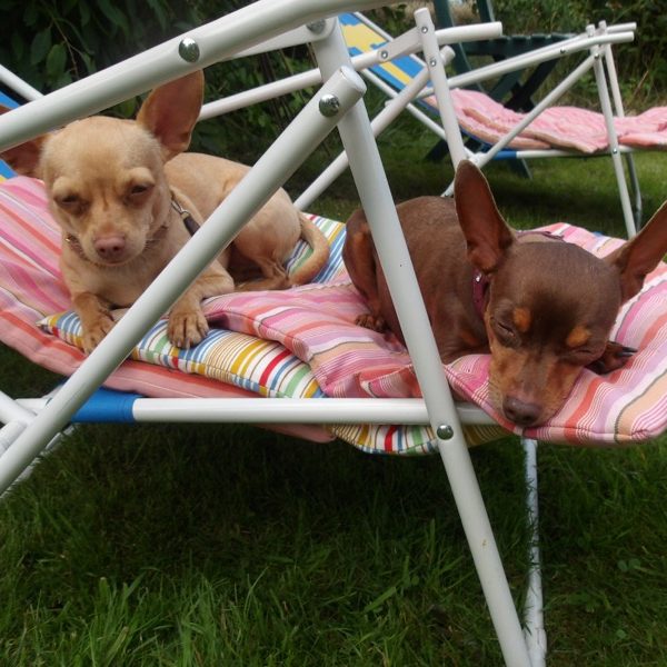 Jenny und Flora chillen Zwei Prager Rattler entspannen auf einer bunten Liege im Garten.